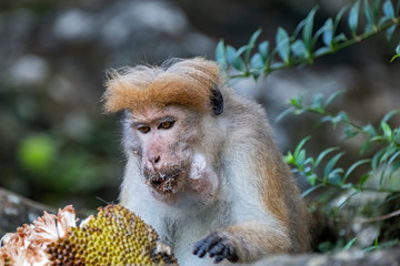Toque Macaque (Macaca sinica) Eating a Bread Fruit, Sinharaja Rain Forest Reserve, Sri Lanka