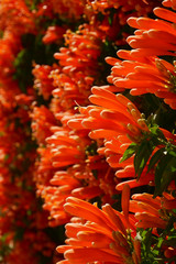 Orange blossoming flowers in bloom