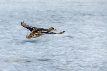 Duck. Mallard duck, male on the river. Natural scene from Wisconsin.