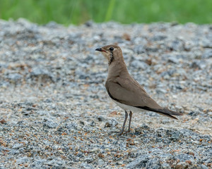The oriental pratincole (Glareola maldivarum), also known as the grasshopper-bird or swallow-plover, is a wader in the pratincole family