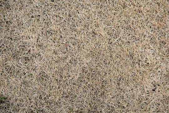 Dry Dead Grass Background Texture