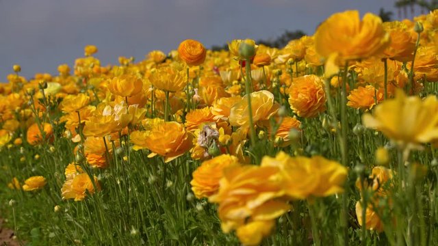 Persian Buttercup Flowers Yellow Ranunculus Asiaticus 