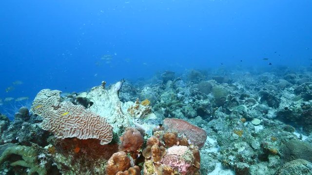 Green Sea Turtle rest in sponge in turquoise water of coral reef - Caribbean Sea / Curacao