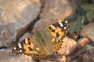 Close-up of a Vanessa Cardui butterfly sunbathing