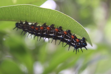  Black caterpillars with green leaves in Jakarta