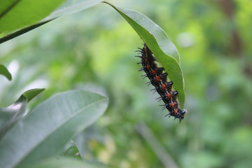  Black caterpillars with green leaves in Jakarta