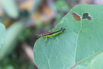 Grasshopper in green leaves in the city park