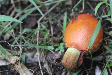  Durian seedlings from gardens in Indonesia