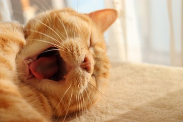 キュートなあくび猫アメリカンショートヘアー