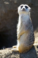 View of a meerkat (suricate Suricata suricatta)