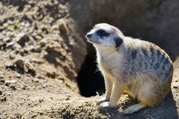 Fototapeta premium View of a meerkat (suricate Suricata suricatta)
