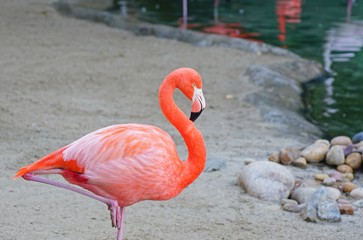 A pink flamingo bird with a long neck