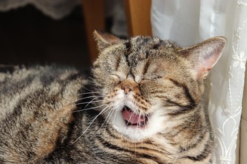 可愛いあくび猫アメリカンショートヘアー
