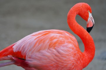 A pink flamingo bird with a long neck