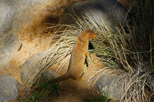 View of a dwarf mongoose (helogale parvula)