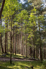 Trees in mountains. Landscape and nature of the North Caucasus