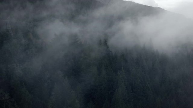 pine tree forrest in fog clouds drone shot