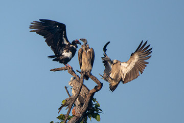 Vultures in Tree
