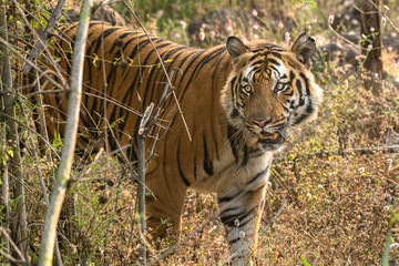 Tiger in Wild