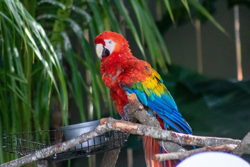 Macaw