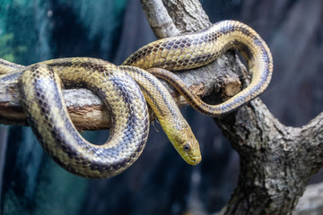 Yellow rat snake