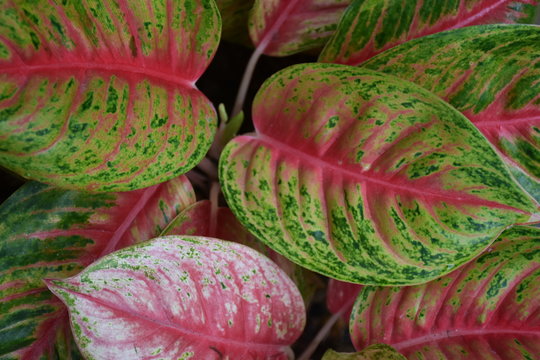 Various pattern of Aglaonema leaves.