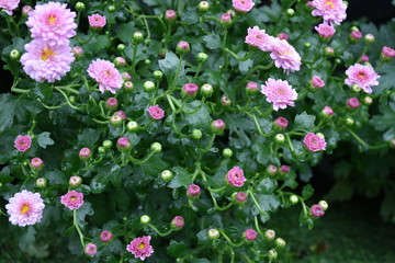 Obraz premium Various colorful chrysanthemum blooming in the flower garden.