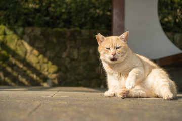 Fototapeta premium 猫の日常