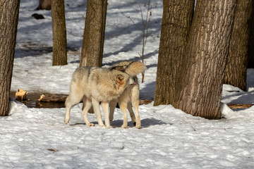  Grey wolf (Canis lupus)  also known in north America as Timber wolf in winter.