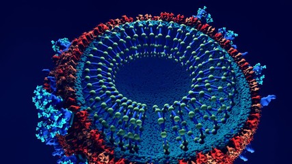 Inside look Virus, Coronavirus, respiratory virus, SARS, MERS Here the virus is sliced open to show its genetic material