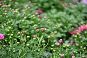 Various colorful chrysanthemum blooming in the flower garden.