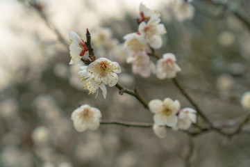 春の訪れ梅の花
