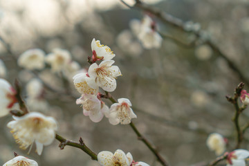 春の訪れ梅の花