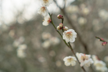 春の訪れ梅の花