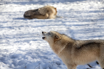  Grey wolf (Canis lupus)  also known in north America as Timber wolf in winter.
