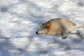  Grey wolf (Canis lupus)  also known in north America as Timber wolf in winter.