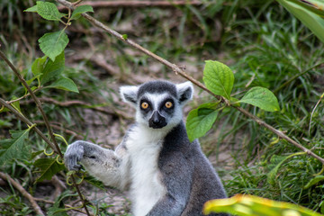 Ring tailed lemue
