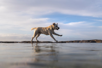 Fototapeta na wymiar Playful dog by the sea, Sydney Australia