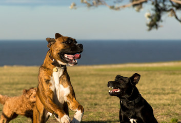 Playing Dogs, Sydney