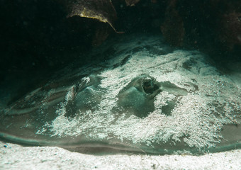 Eastern fiddler ray, Sydney Australia