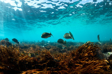 Fototapeta na wymiar Group of Ludericks fish swimming in the crystal clear water, Sydney Australia