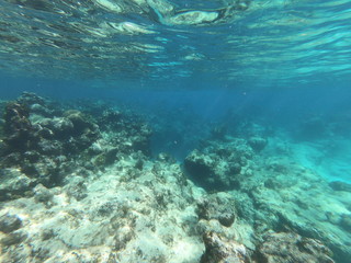 Fototapeta na wymiar Dead Coral.JPG
