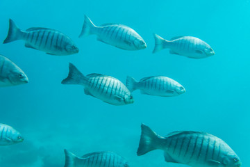Naklejka premium Group of Ludericks fish swimming in the crystal clear water, Sydney Australia