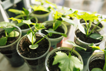 seedlings of young plants on a window in a glass
