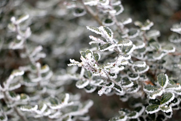 제주도 한라산 1100고지 설경 눈꽃