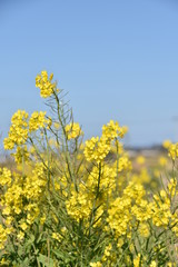 Fototapeta premium 菜の花