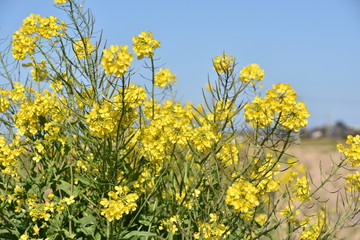 菜の花