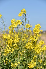菜の花