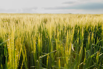 Agricultural Growth -Various Fields - Agriculture Farming Field