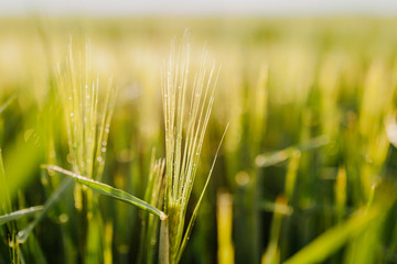 Agricultural Growth -Various Fields - Agriculture Farming Field